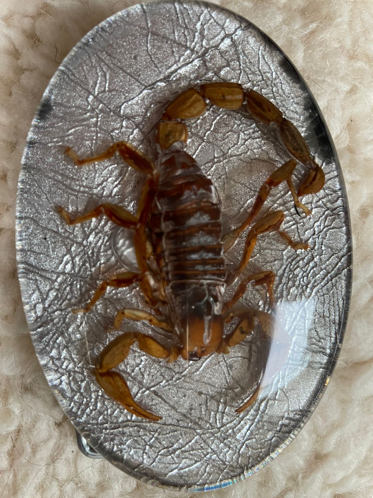KMY Scorpion Belt