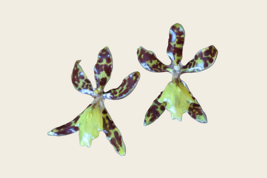 Yellow Pantera Earrings