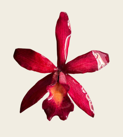 Magenta  Large Necklace