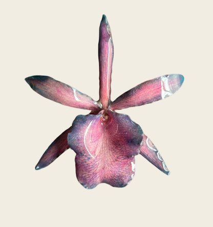 Blue and Pink Large Necklace