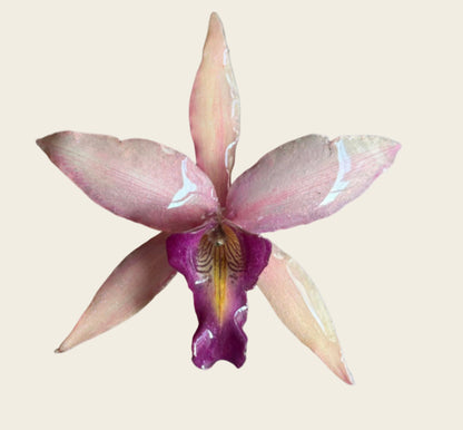 Pink X-Large Necklace