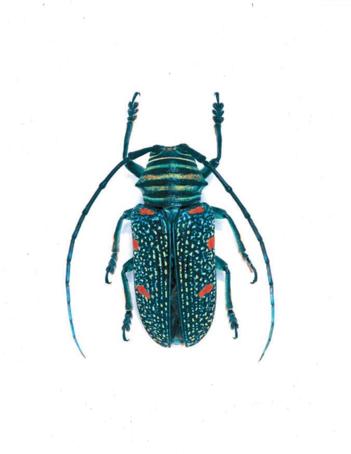 Jeweler Insecta Zographus Regalis