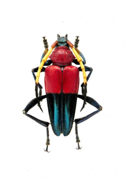 Fruit Bowl Insecta
