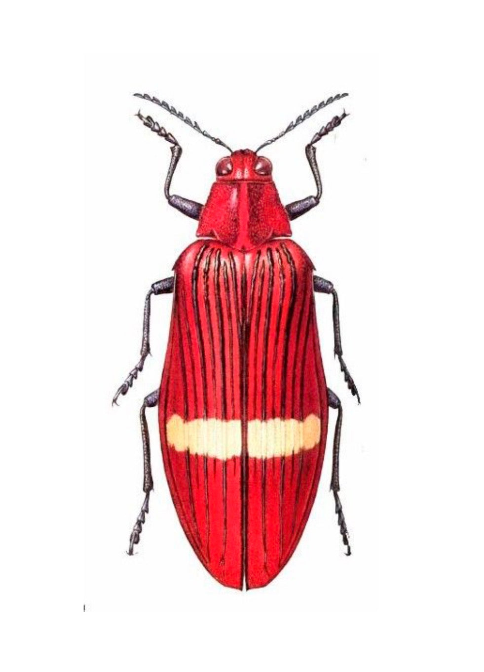 Copon Alta Insecta