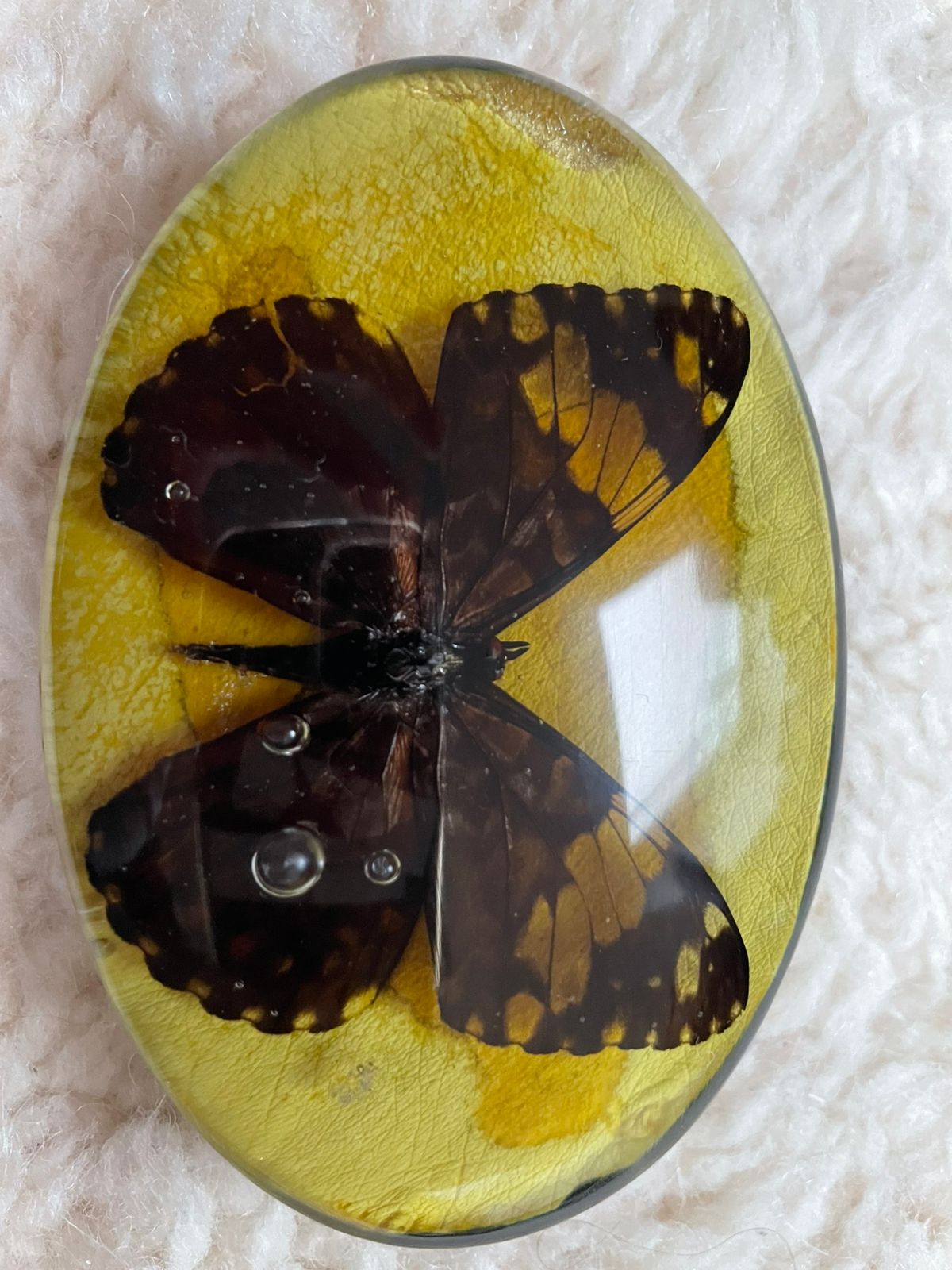 KMY Butterfly Belt